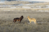 The Wolf Packs Of Yellowstone