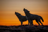 An Exhibition of Wolves