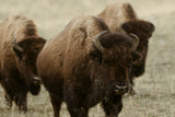 WYOMING'S INDIGENOUS CONTINUUM