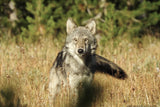 Wolves Against All Odds