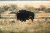 Buffalo Without Borders