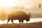 The Last of the Wild Animals