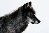 The Most Visible Wolves in the World