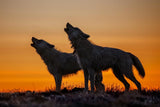 An Exhibition of Wolves